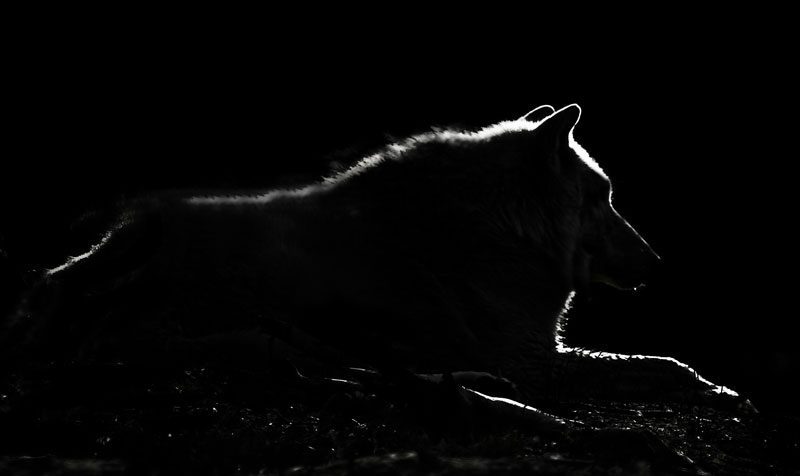 a sketched silhouette of the mysterious and evasive species, the Enlies